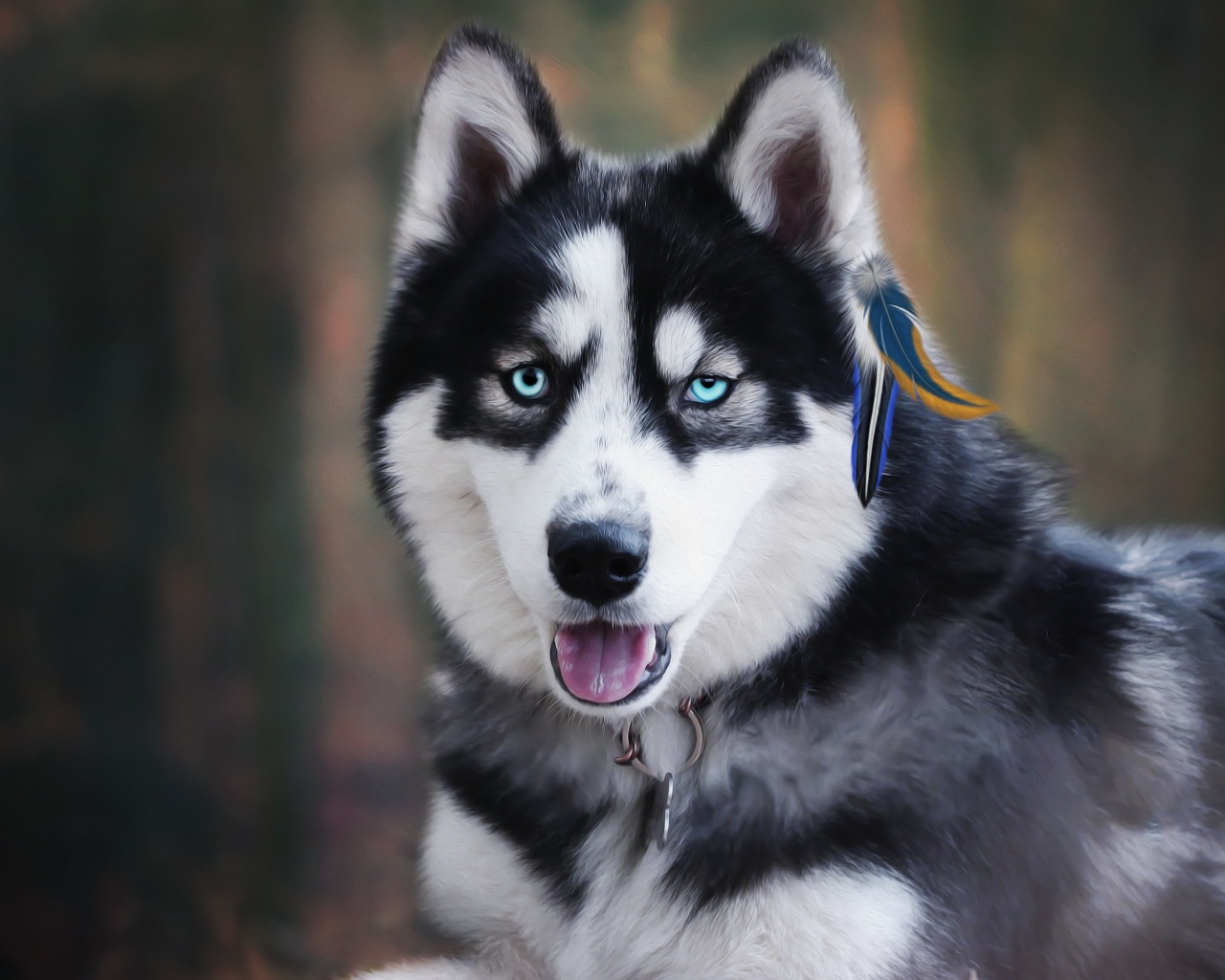 Голубоглазый хаски с высунутым языком