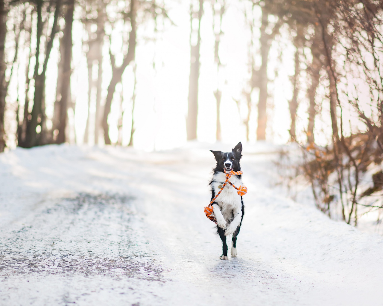 Собака бордер колли бежит по заснеженной дороге