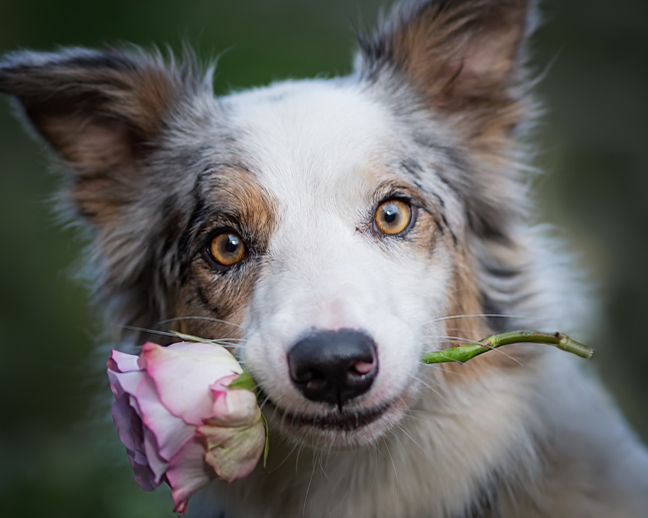 Собака породы бордер колли с розой в зубах 