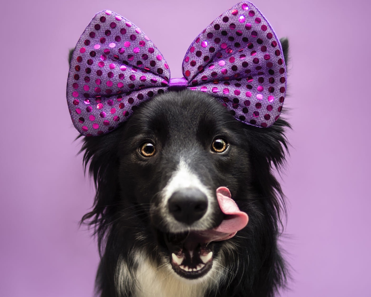 Собака Бордер-Колли с бантом на голове с высунутым языком