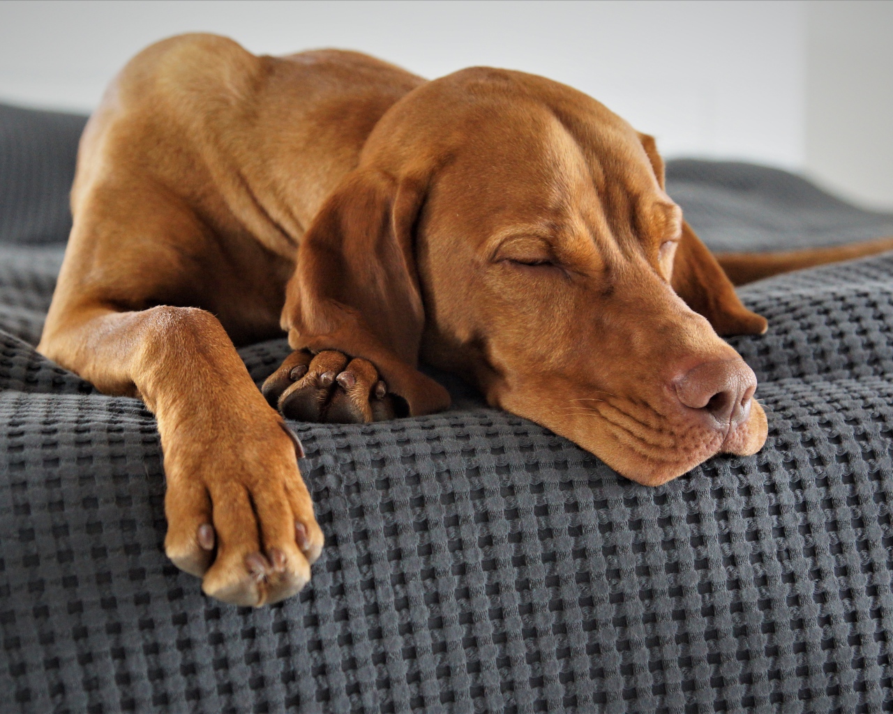 Коричневый пес спит на кровати 