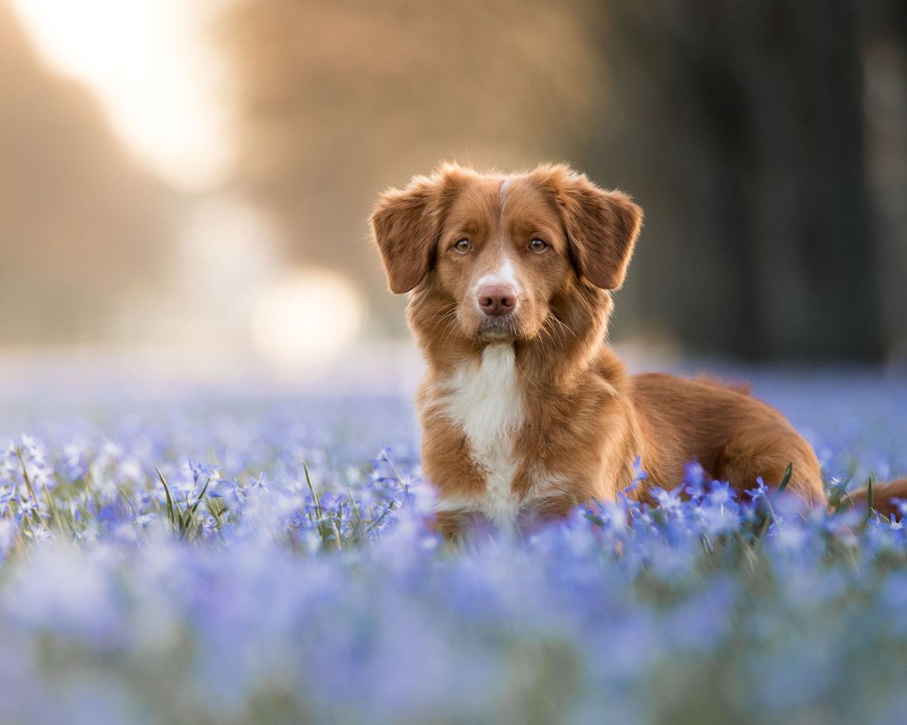 Коричневая собака стоит в синих весенних цветах 