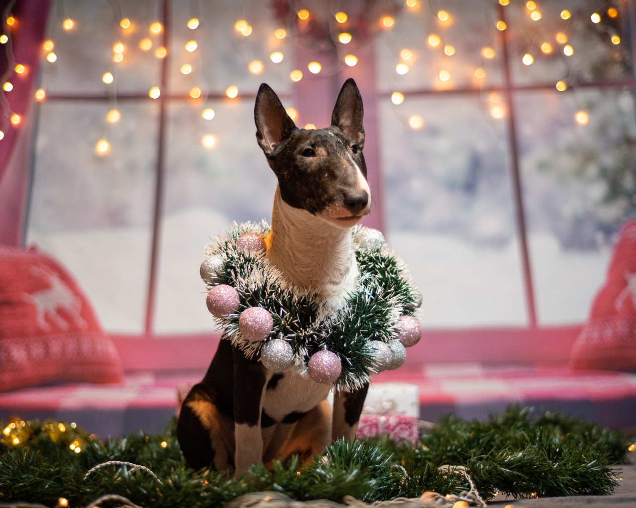 Бультерьер с рождественским венком у окна
