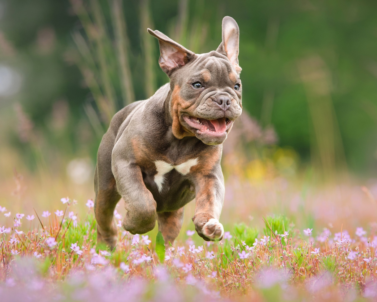 Бульдог бежит по полю с розовыми цветами