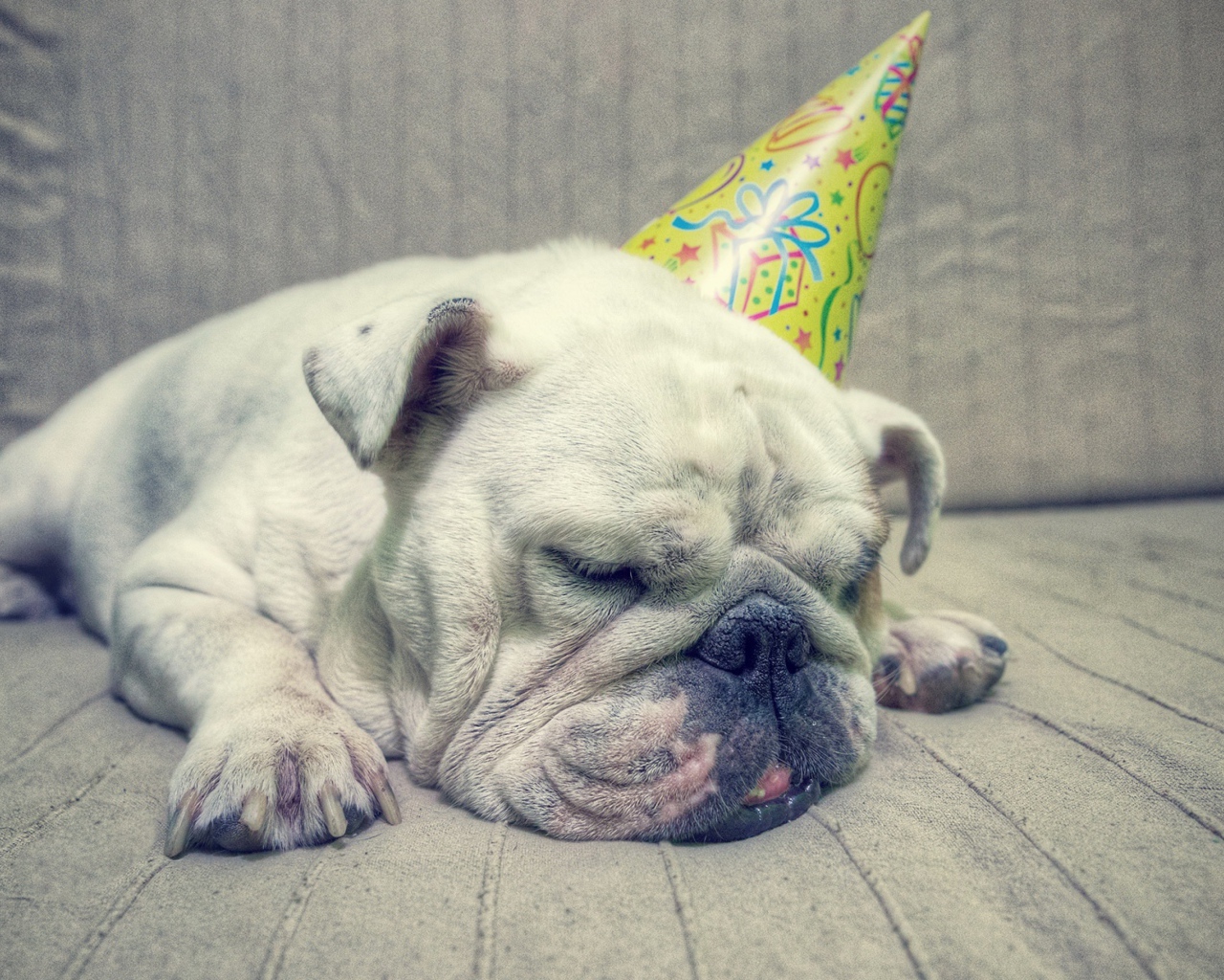 Бульдог спит в праздничном колпаке