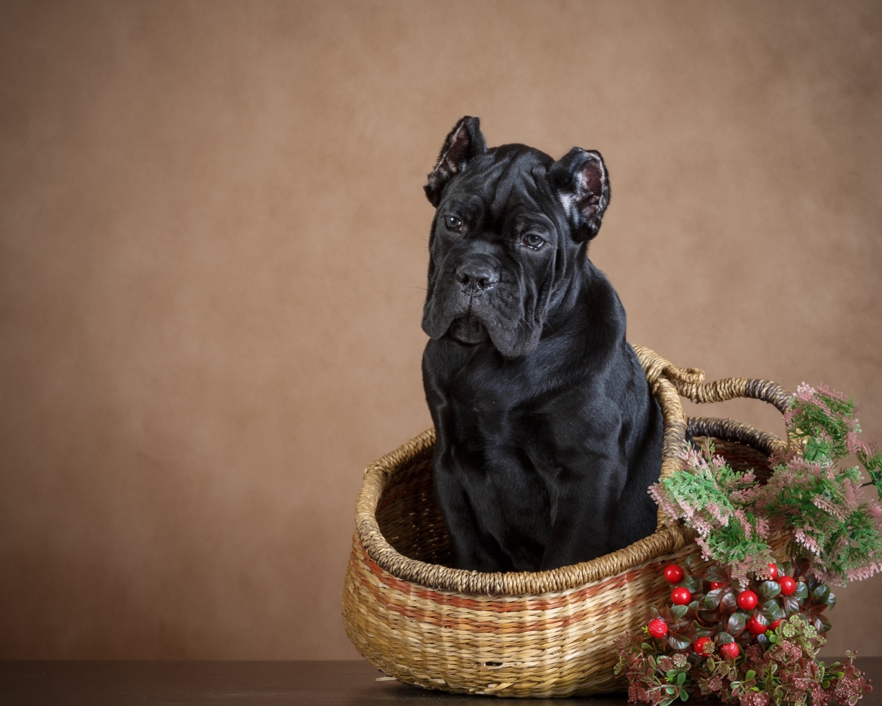 Щенок кане корсо сидит в корзине на коричневом фоне