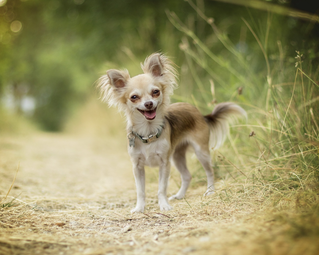 Веселая собака породы чихуахуа на дороге