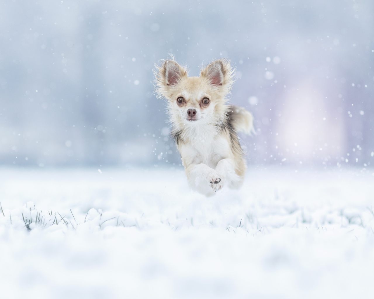 Собака породы чихуахуа бежит по заснеженной земле 
