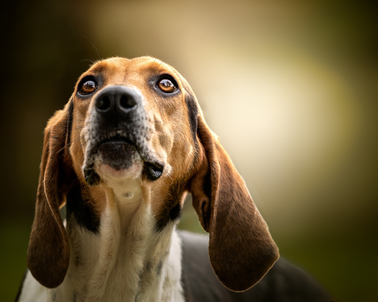 Умный пес породы бигль смотрит на хозяина