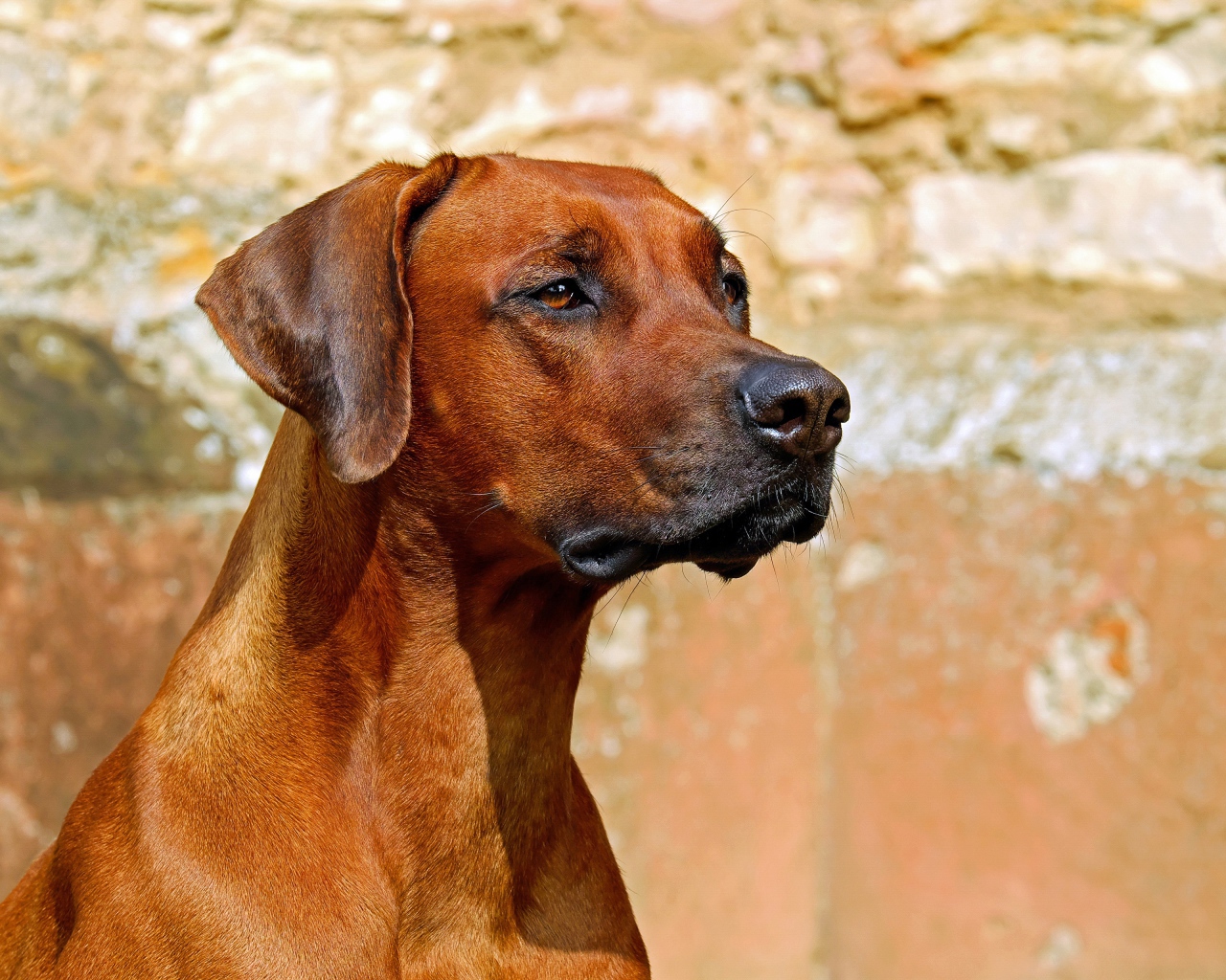 Умный пес породы Родезийский риджбек 