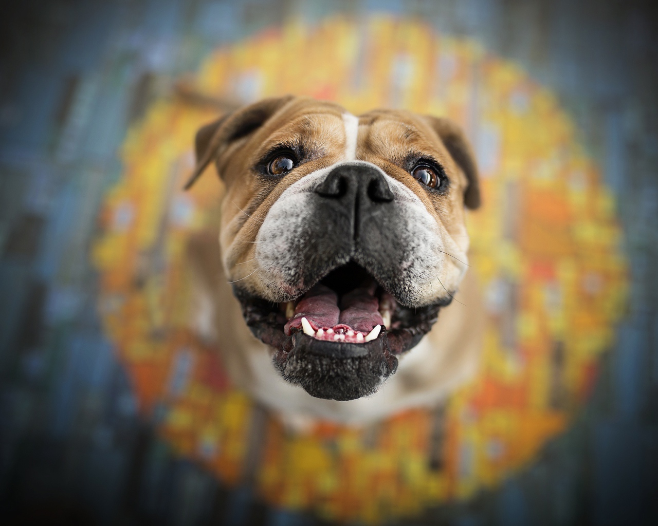 Довольная морда бульдога  