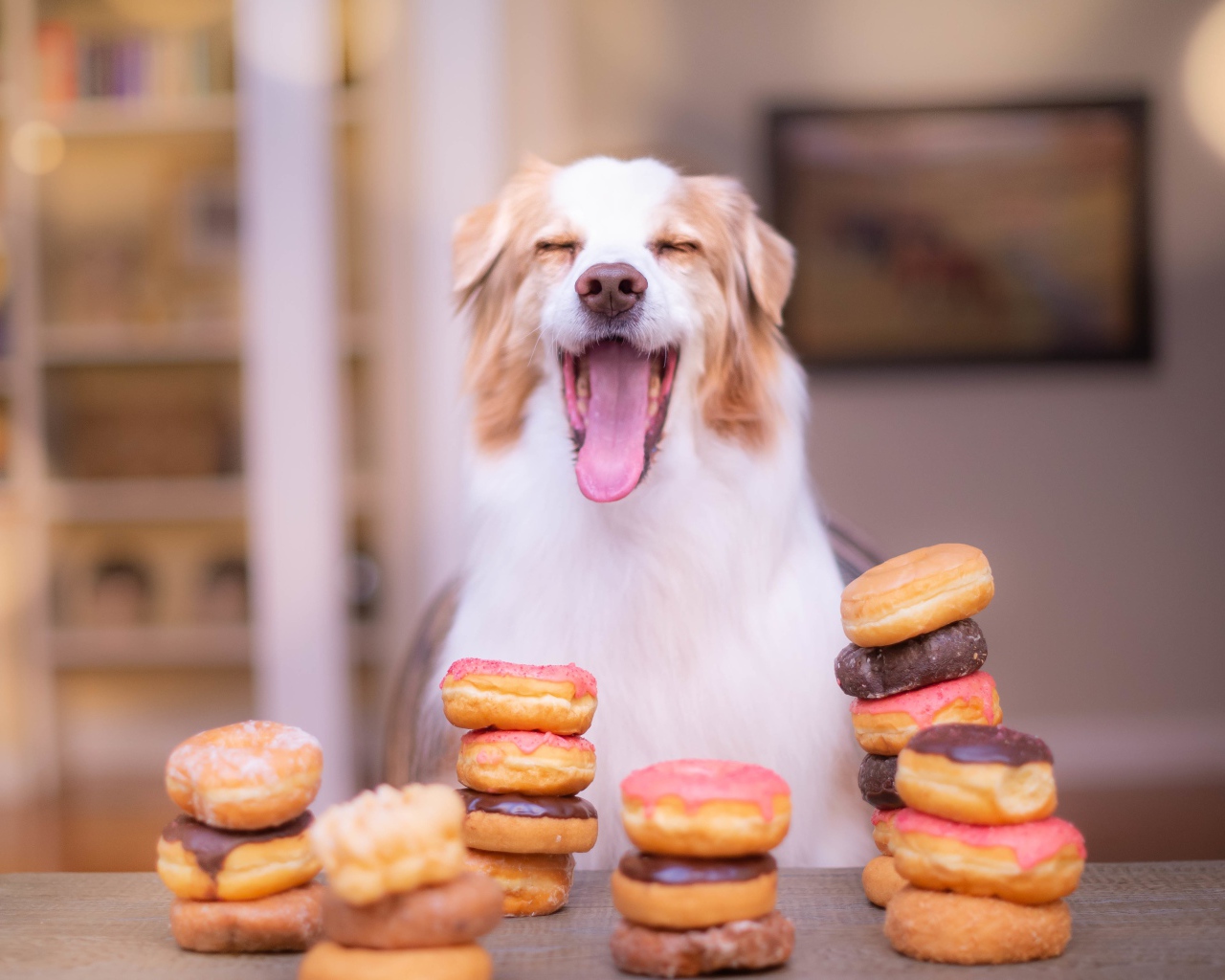 Довольный пес с высунутым языком с пончиками