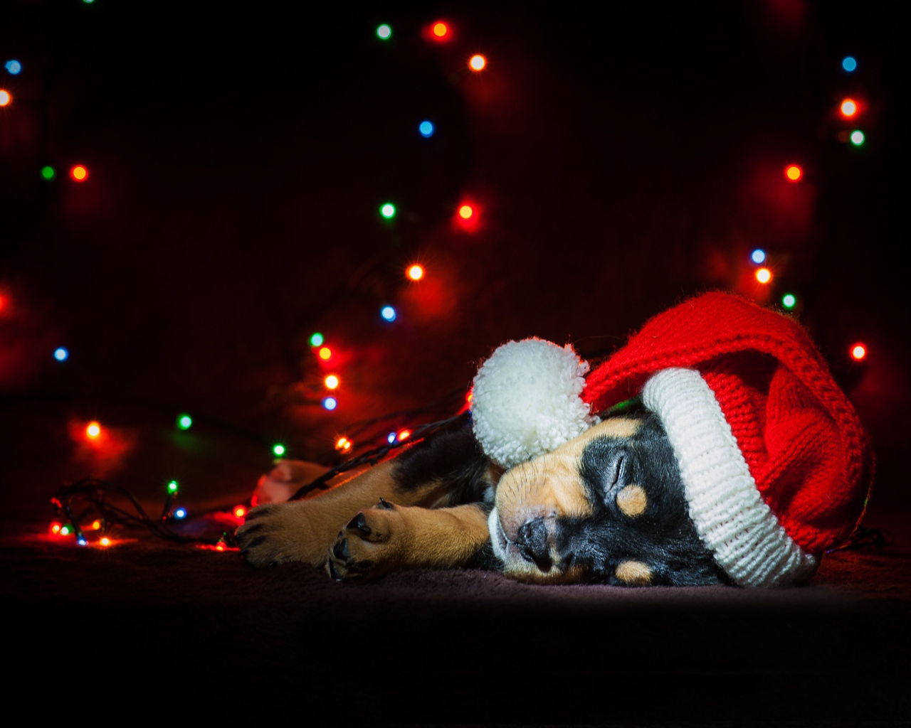 Милый спящий щенок в новогодней шапке 
