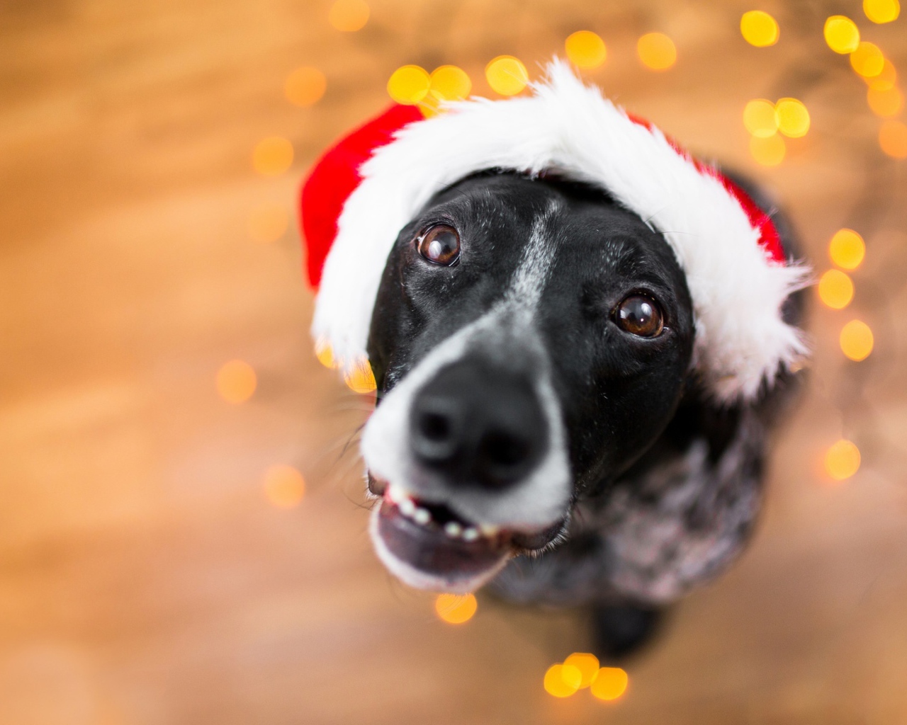 Морда пса в новогодней шапке