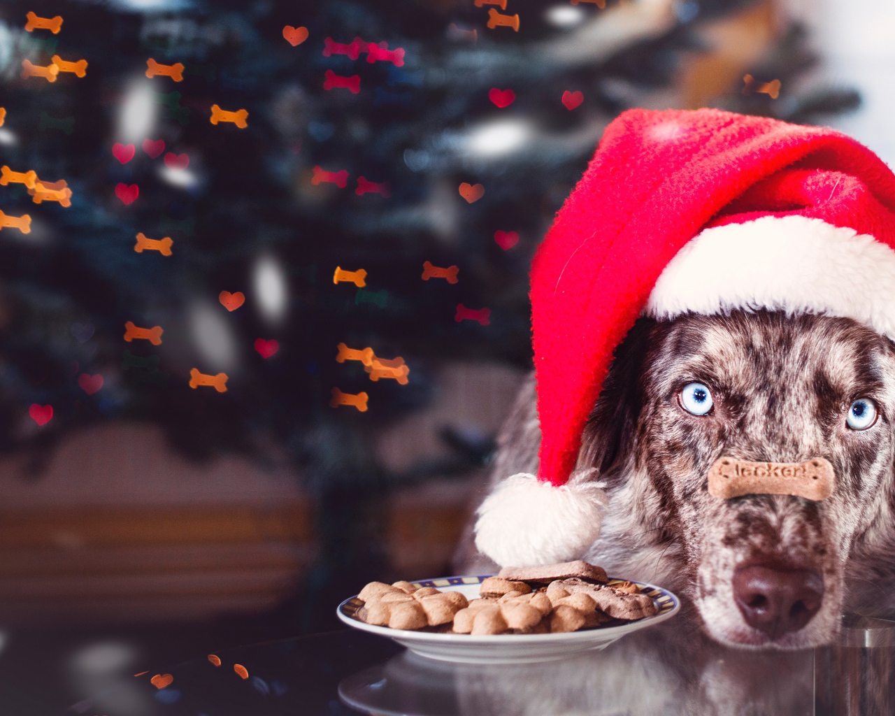 Собака в красной новогодней шапке с печеньем 