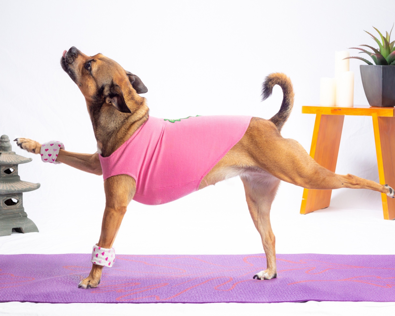 Собака в костюме занимается фитнесом 