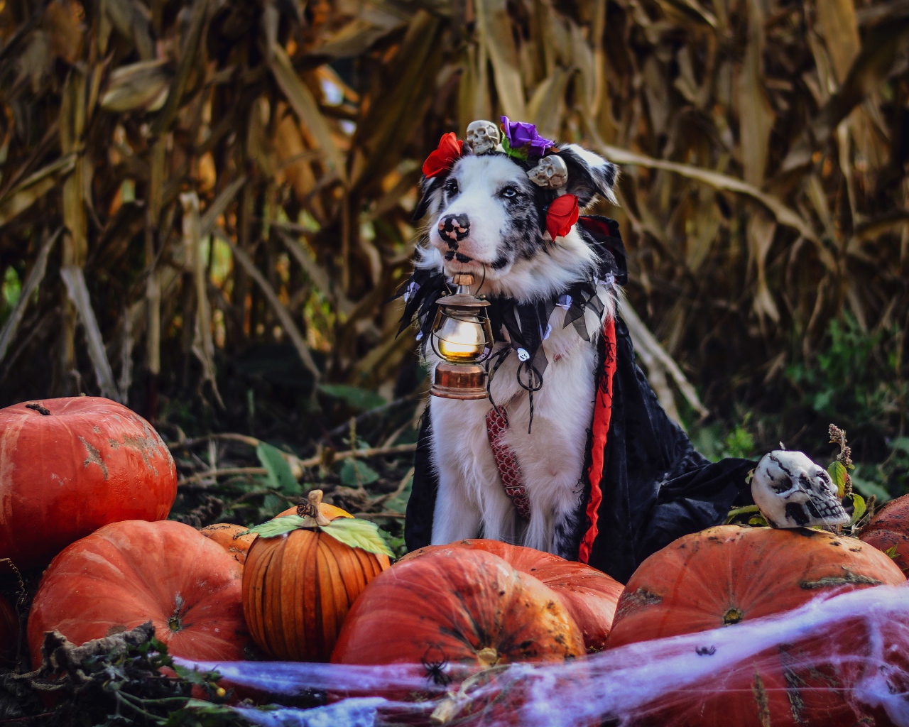 Собака в костюме с лампой в зубах с тыквами