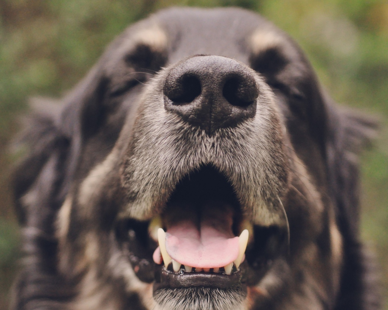 Собака с закрытыми глазами открыла пасть 