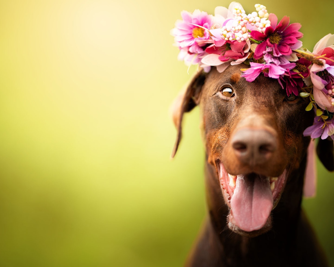 Собака с открытой пастью с венком на голове 