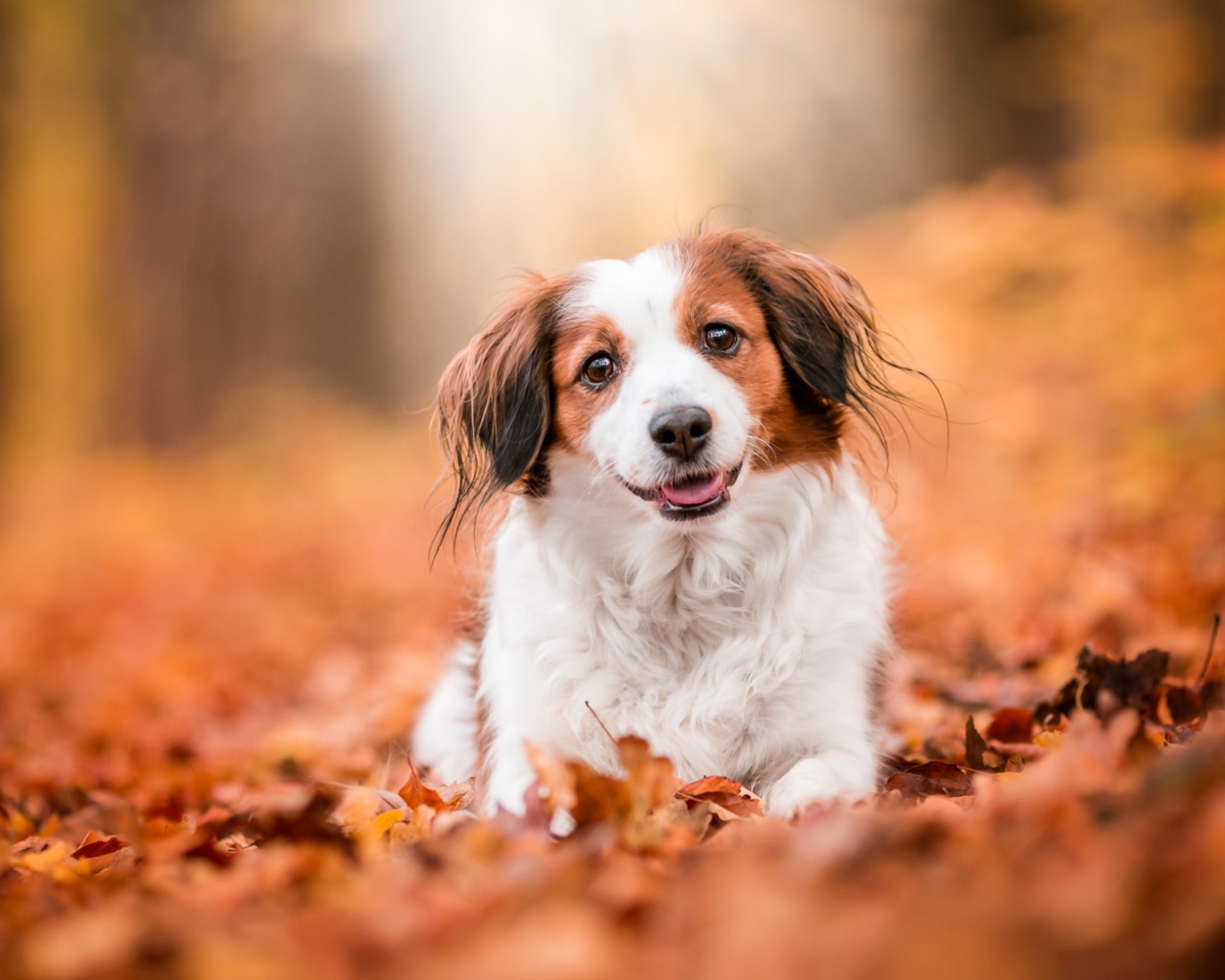 Собака с высунутым языком сидит на сухих листьях 