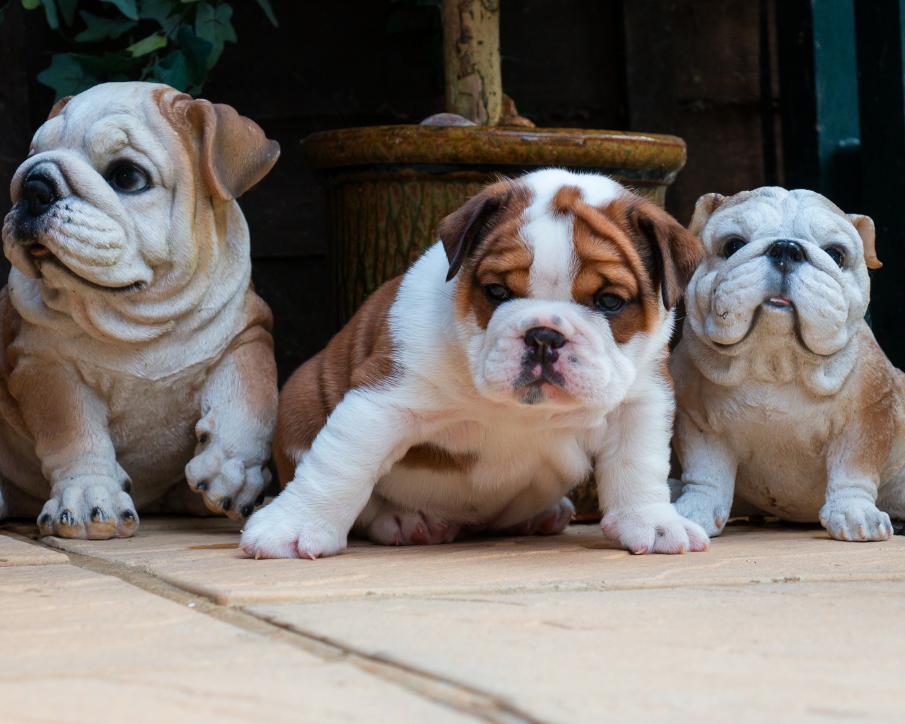 Щенок английского бульдога с садовыми фигурами