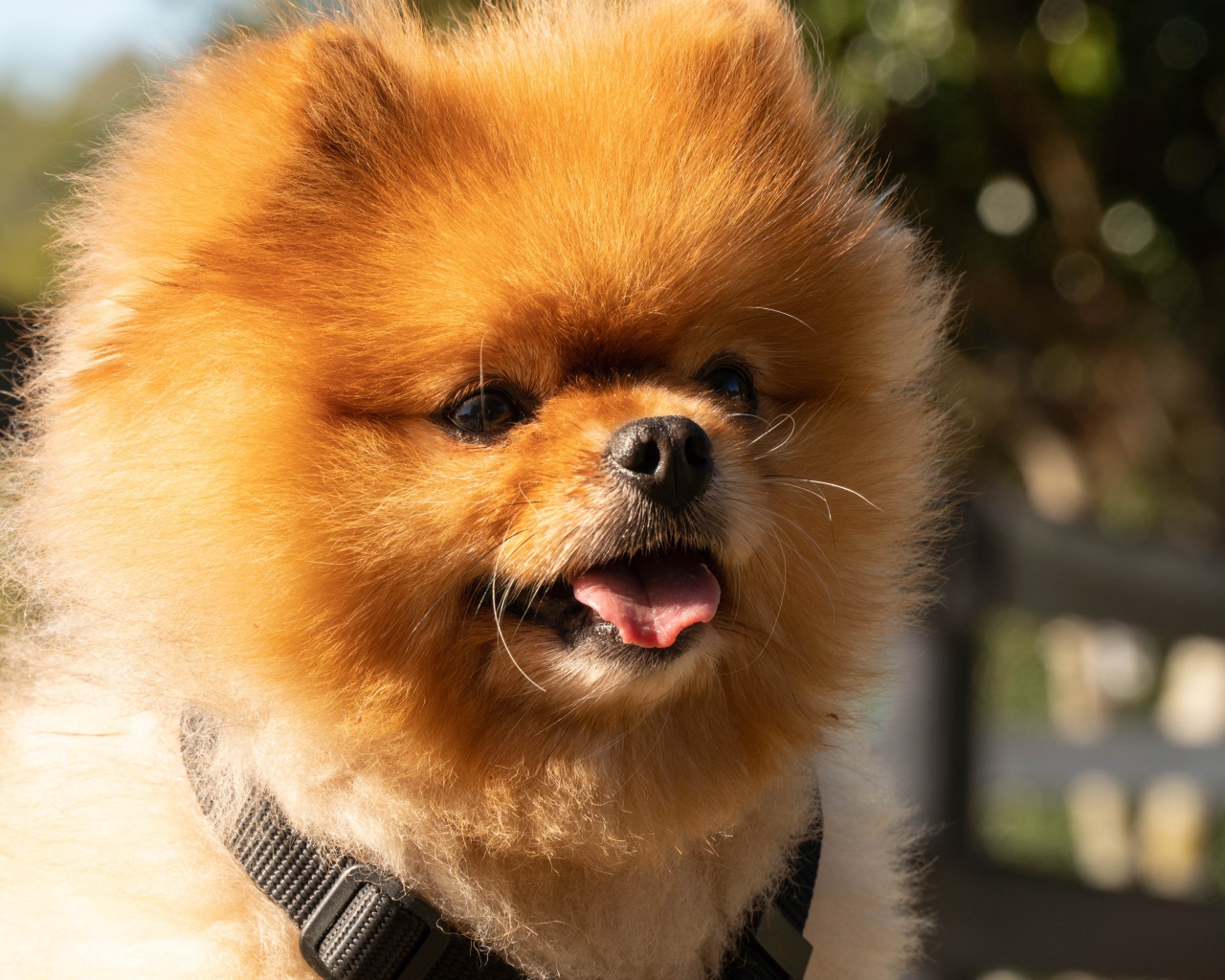 Пушистый померанский шпиц с высунутым языком