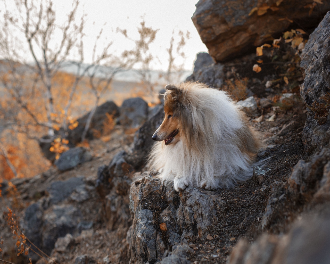 Пушистая собака лежит на камнях 