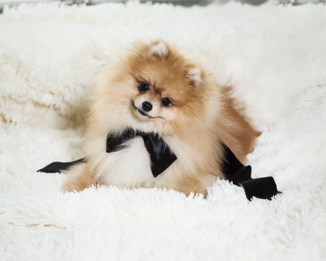 Пушистый шпиц с черным бантом на кровати