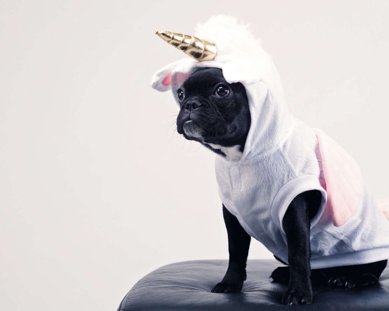 Французский бульдог в костюме единорога 