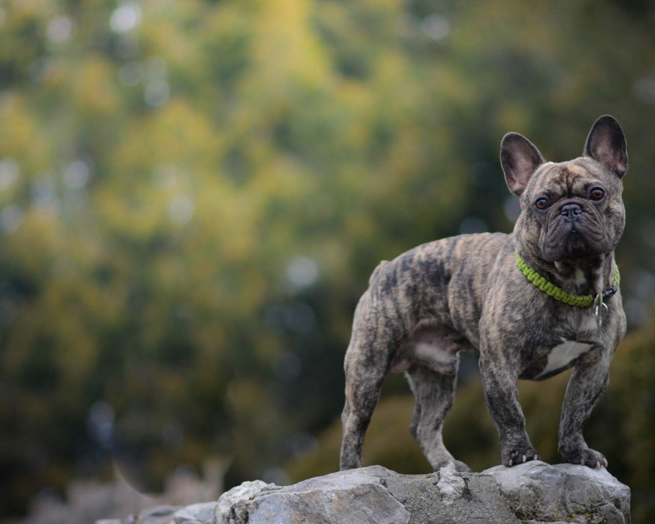 Французский бульдог стоит на камне