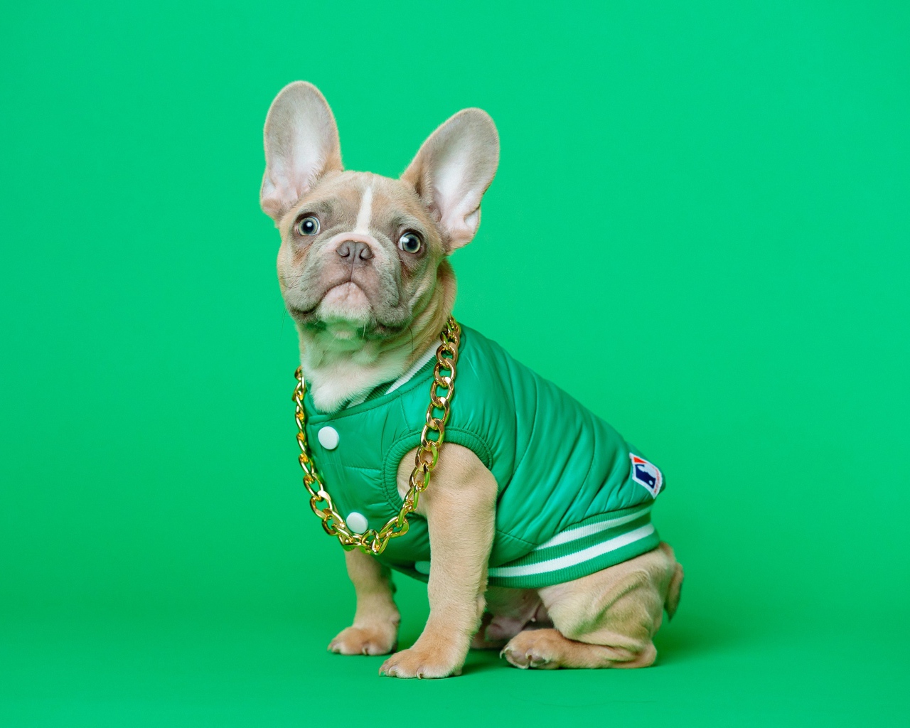 Французский бульдог в костюме с золотой цепью на зеленом фоне