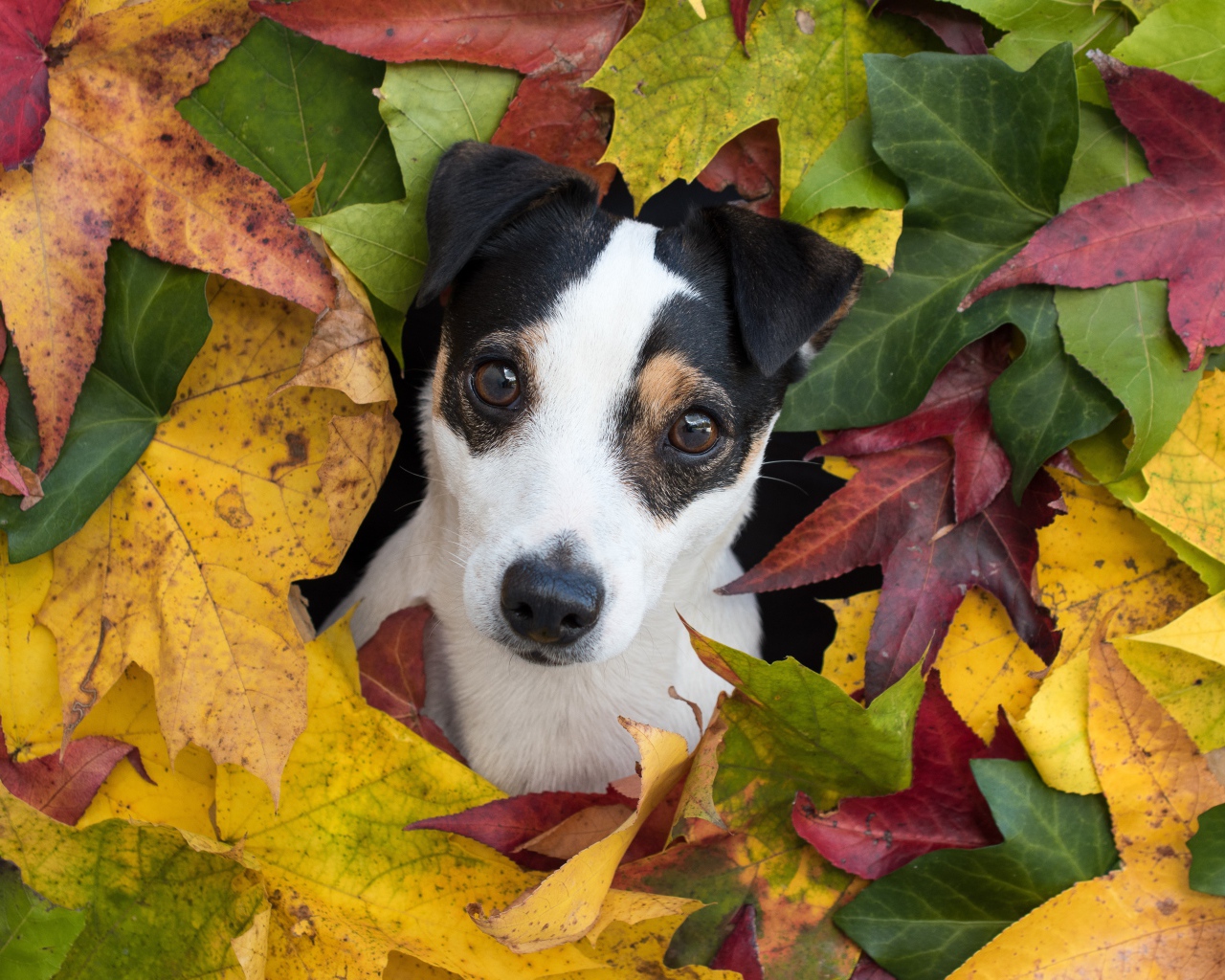 Смешной Джек Рассел Терьер в разноцветных осенних листьях 
