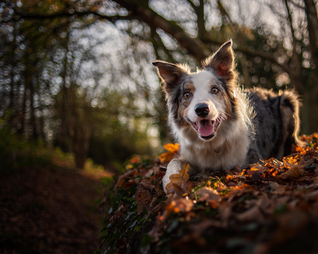 Забавная собака породы Бордер-Колли