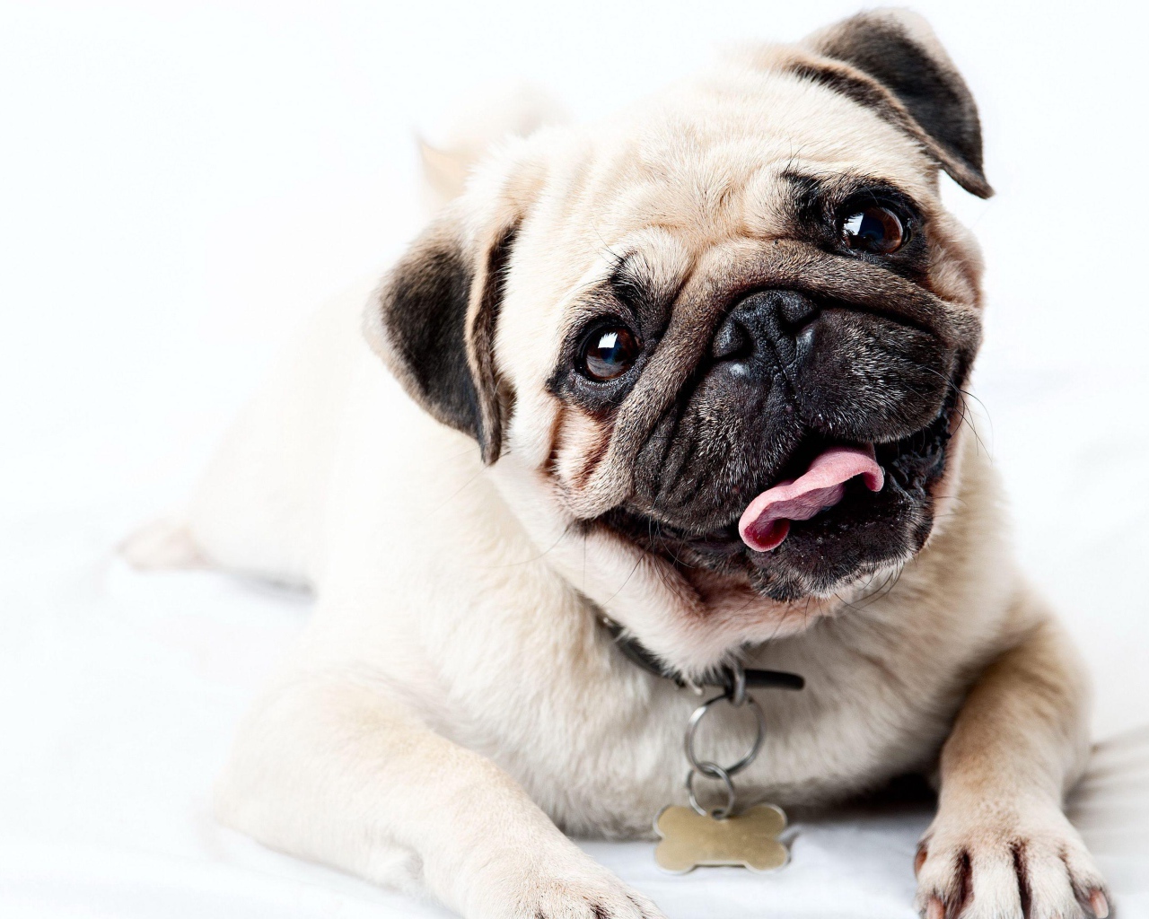 Забавный мопс с высунутым языком на белом фоне 