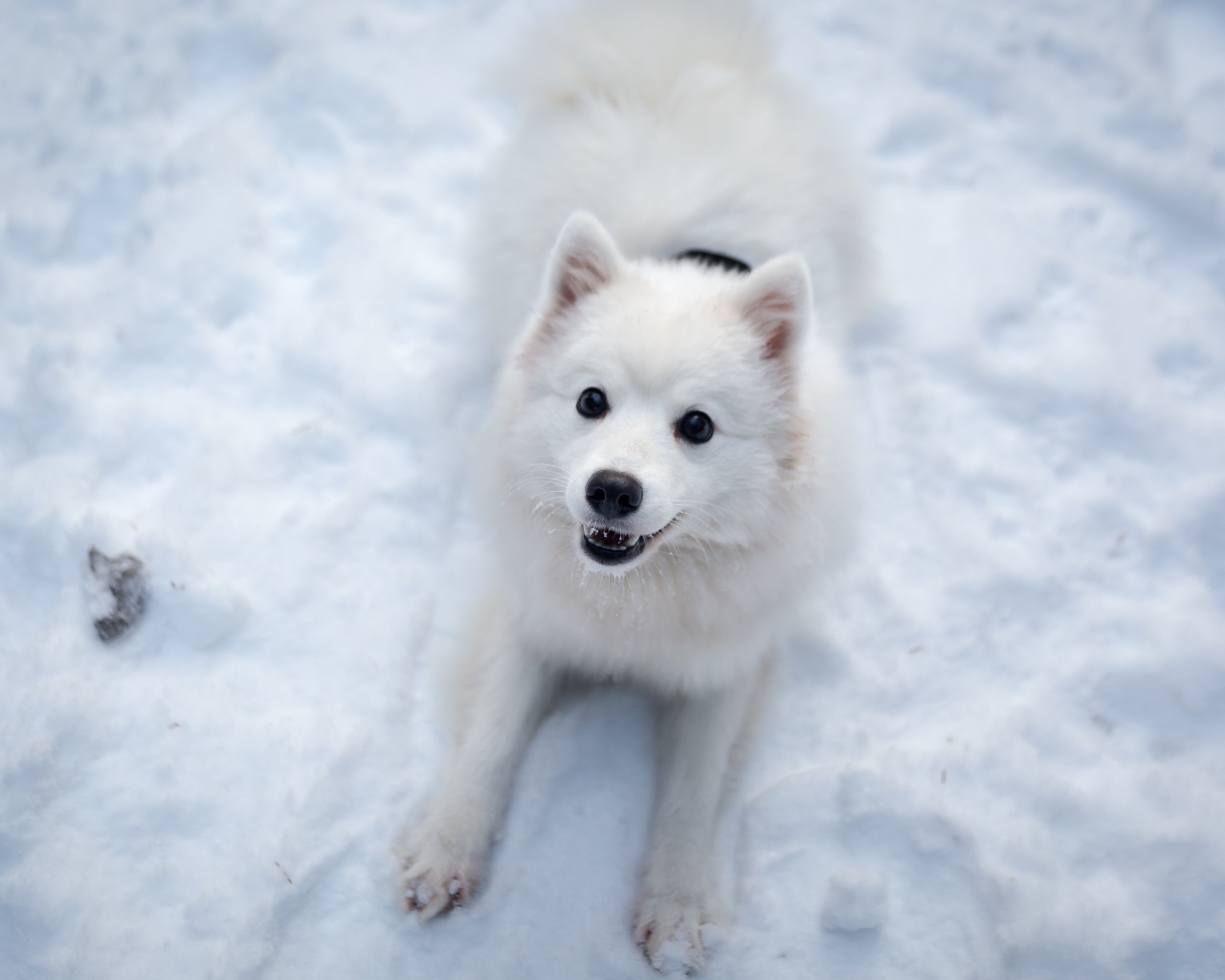 Забавная белая собака играет на снегу 
