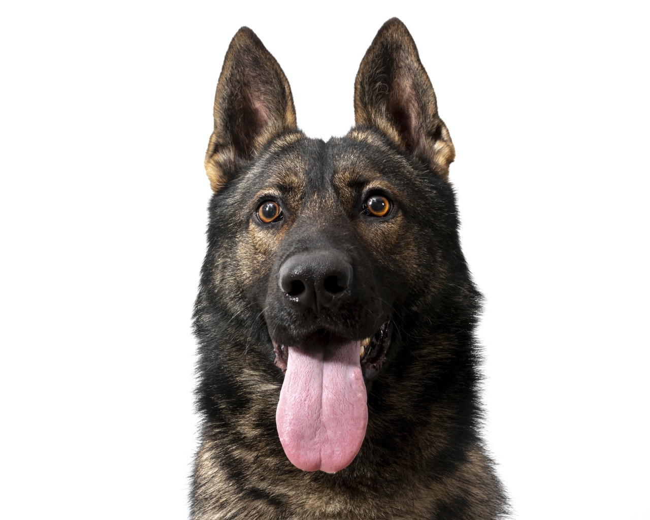 Немецкая овчарка  с высунутым языком