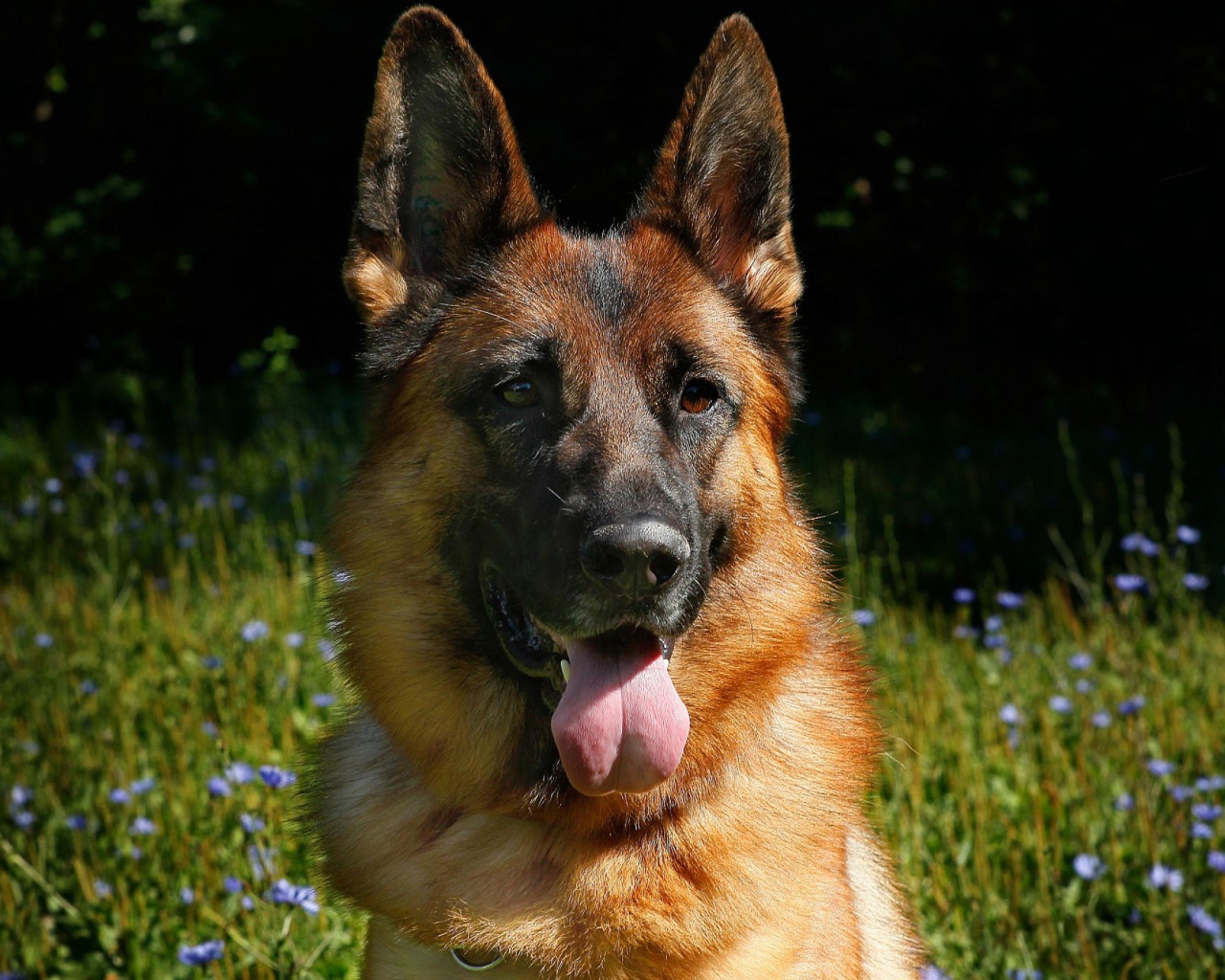 Немецкая овчарка с высунутым языком на зеленой траве