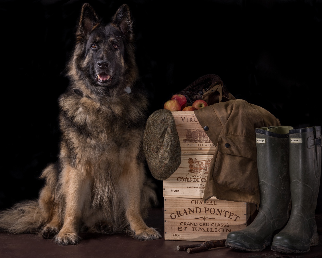 Немецкая овчарка на черном фоне охраняет вещи и ящики с яблоками