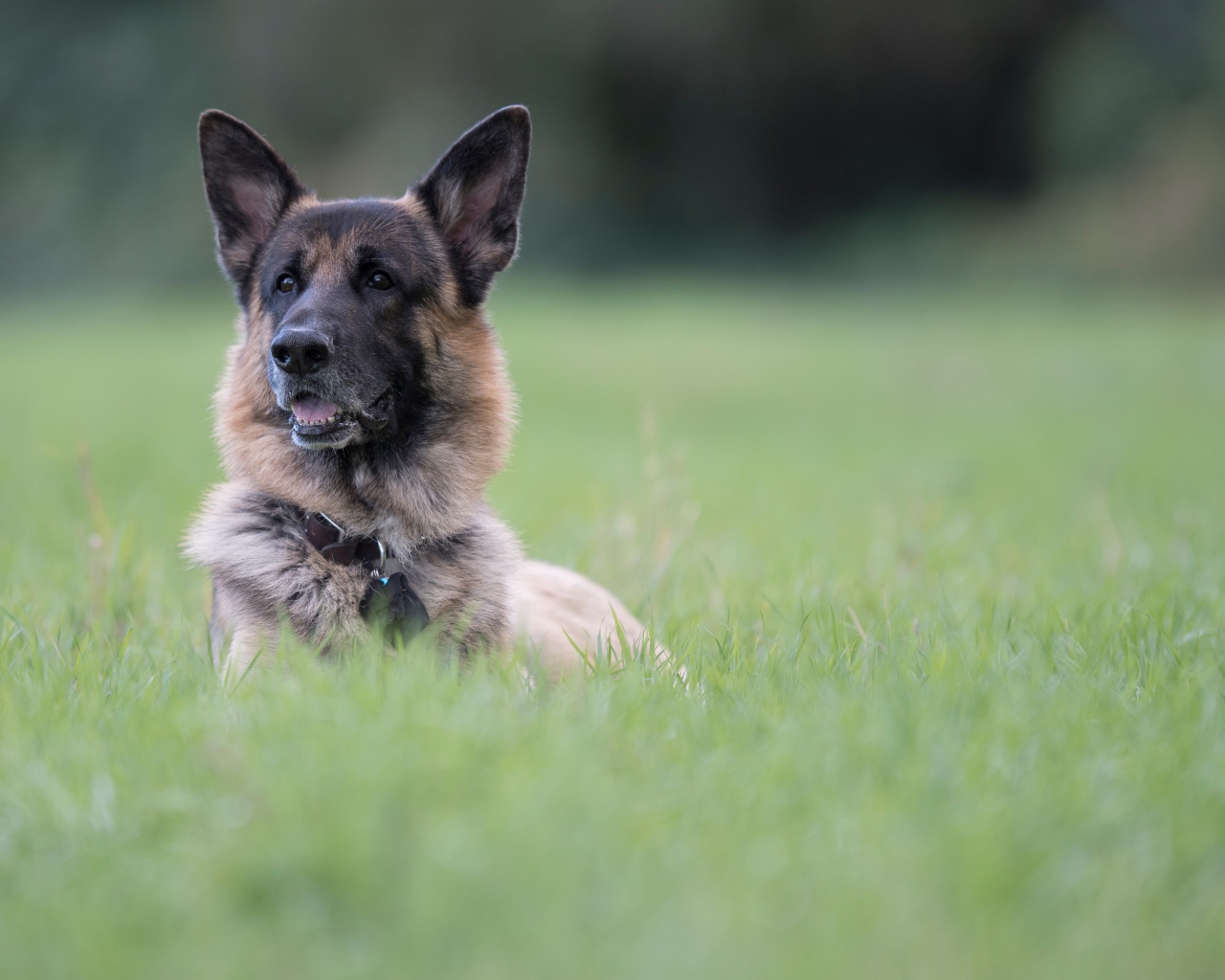 Немецкая овчарка отдыхает в зеленой траве