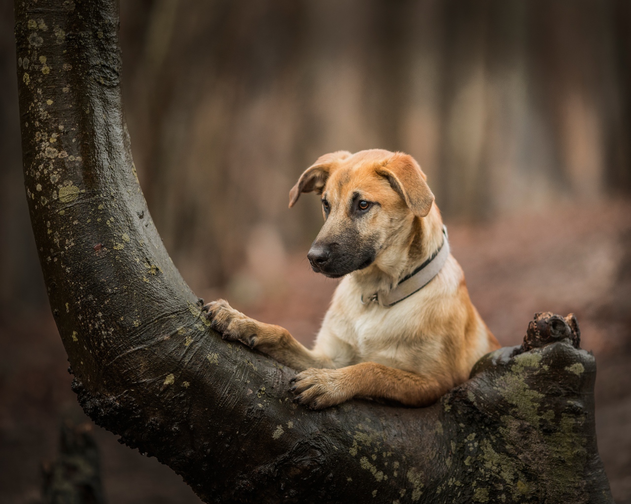Рыжий пес на дереве в лесу 