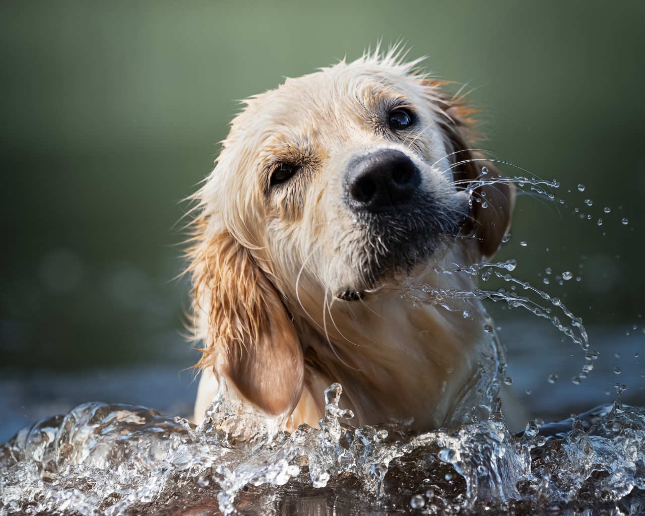 Золотистый ретривер купается в воде 