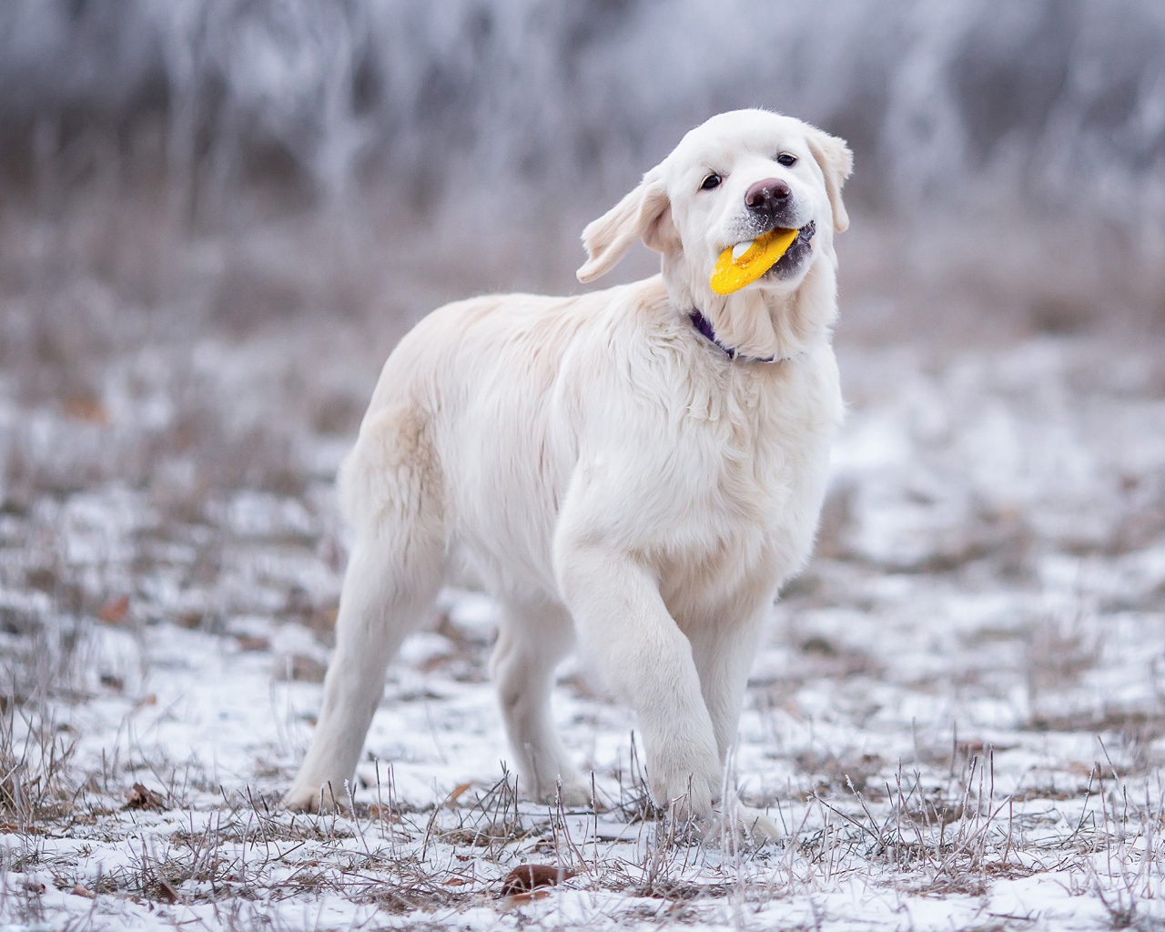Золотистый ретривер играет играет на траве зимой