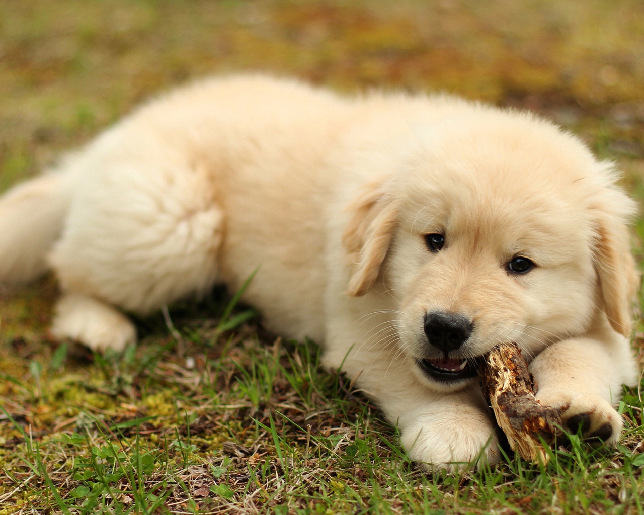Щенок золотистого ретривера грызет палку на траве
