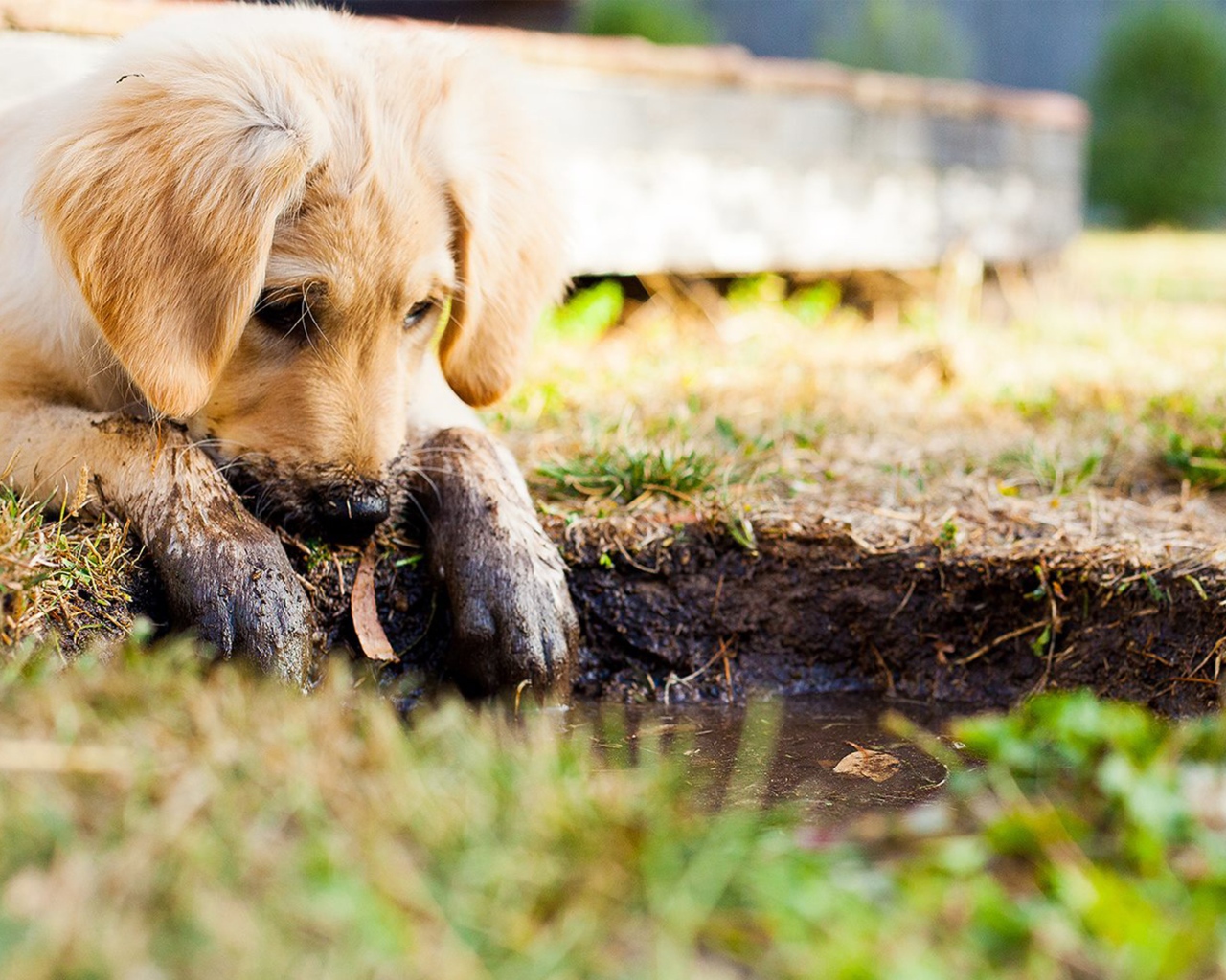 Золотистый ретривер с грязными лапами у лужи 