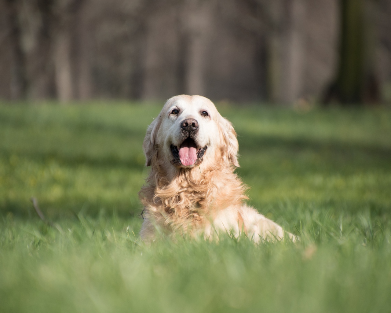 Золотистый ретривер с высунутым языком в зеленой траве