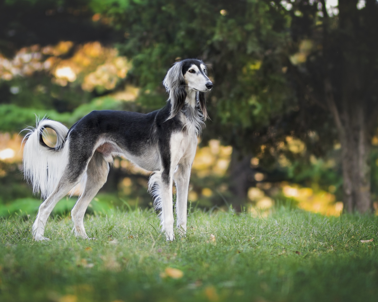 Грациозная породистая собака на зеленой траве  