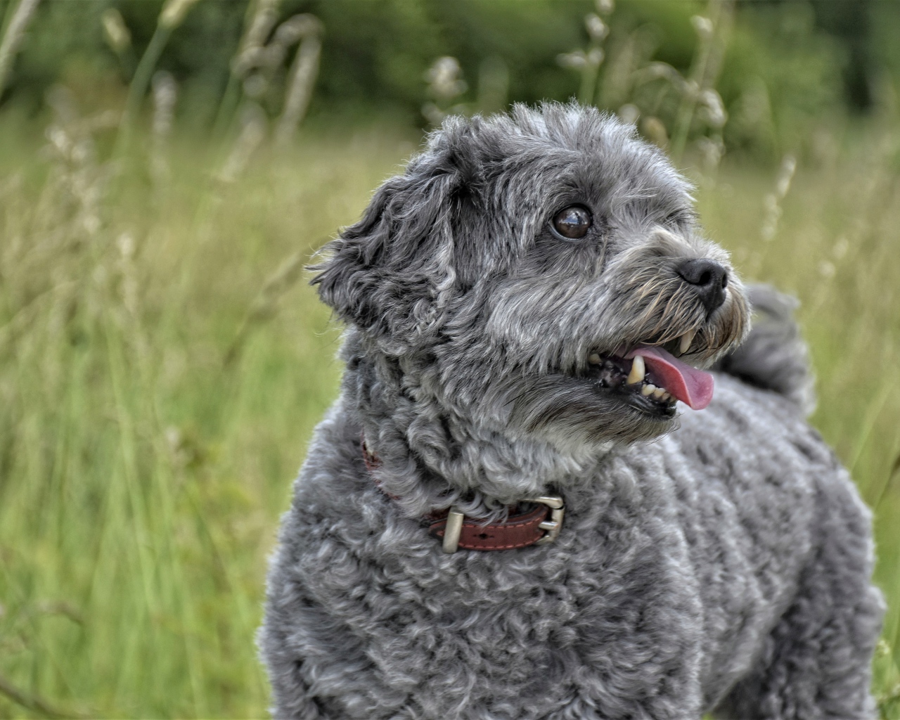 Gray little poodle with tongue hanging out in the grass