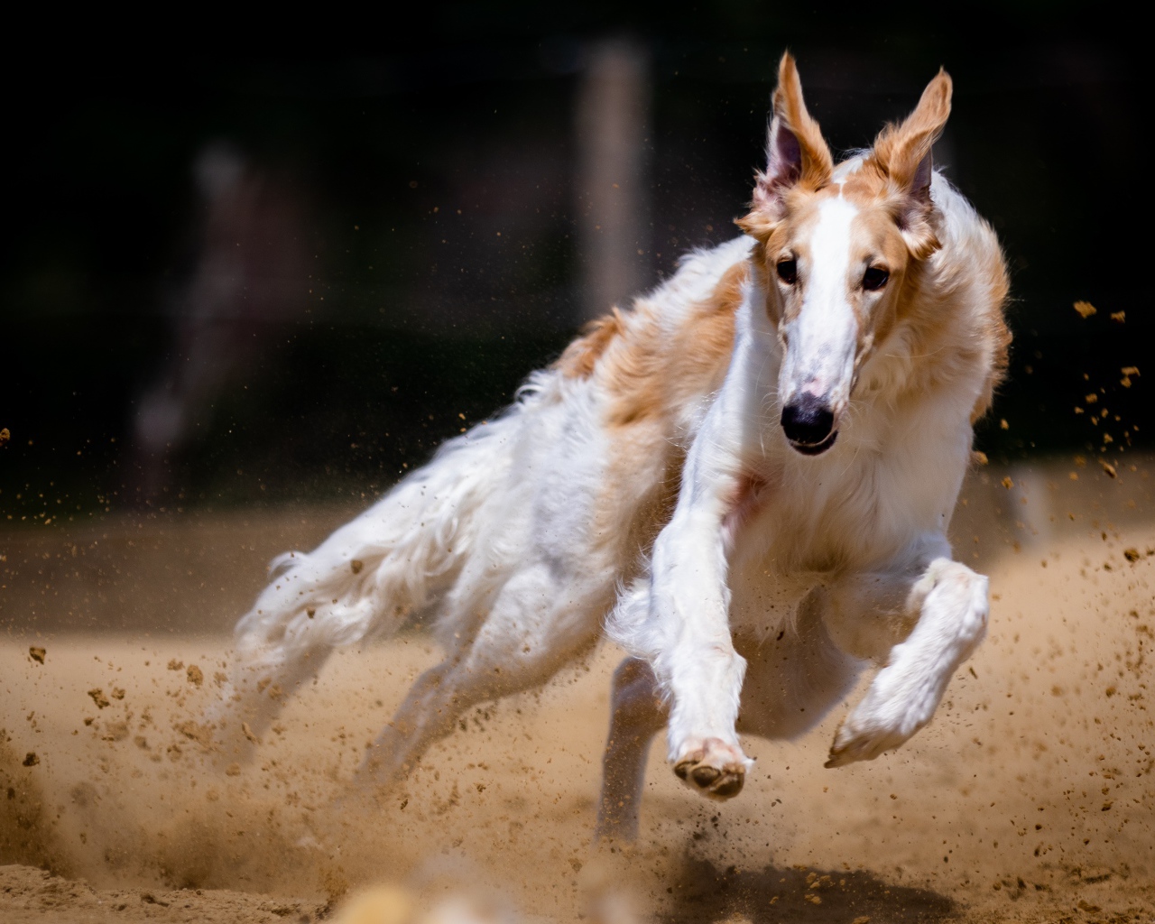 Собака породы борзая бежит по песку