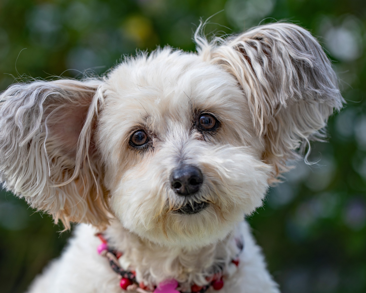 Спешная породистая собака с мохнатыми ушами