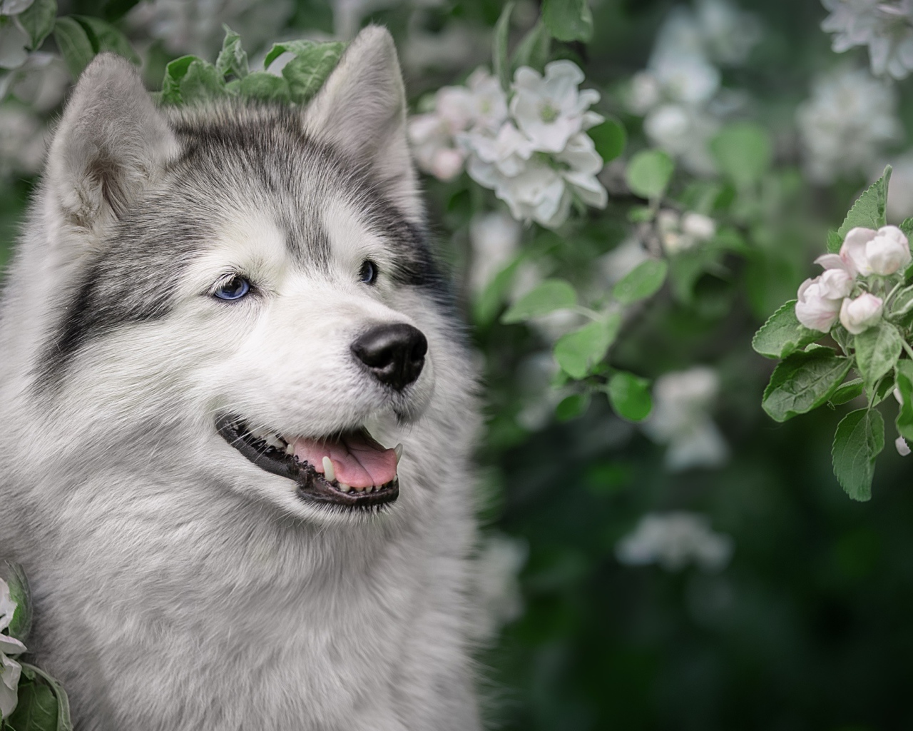 Хаски с высунутым языком в цветах яблони 